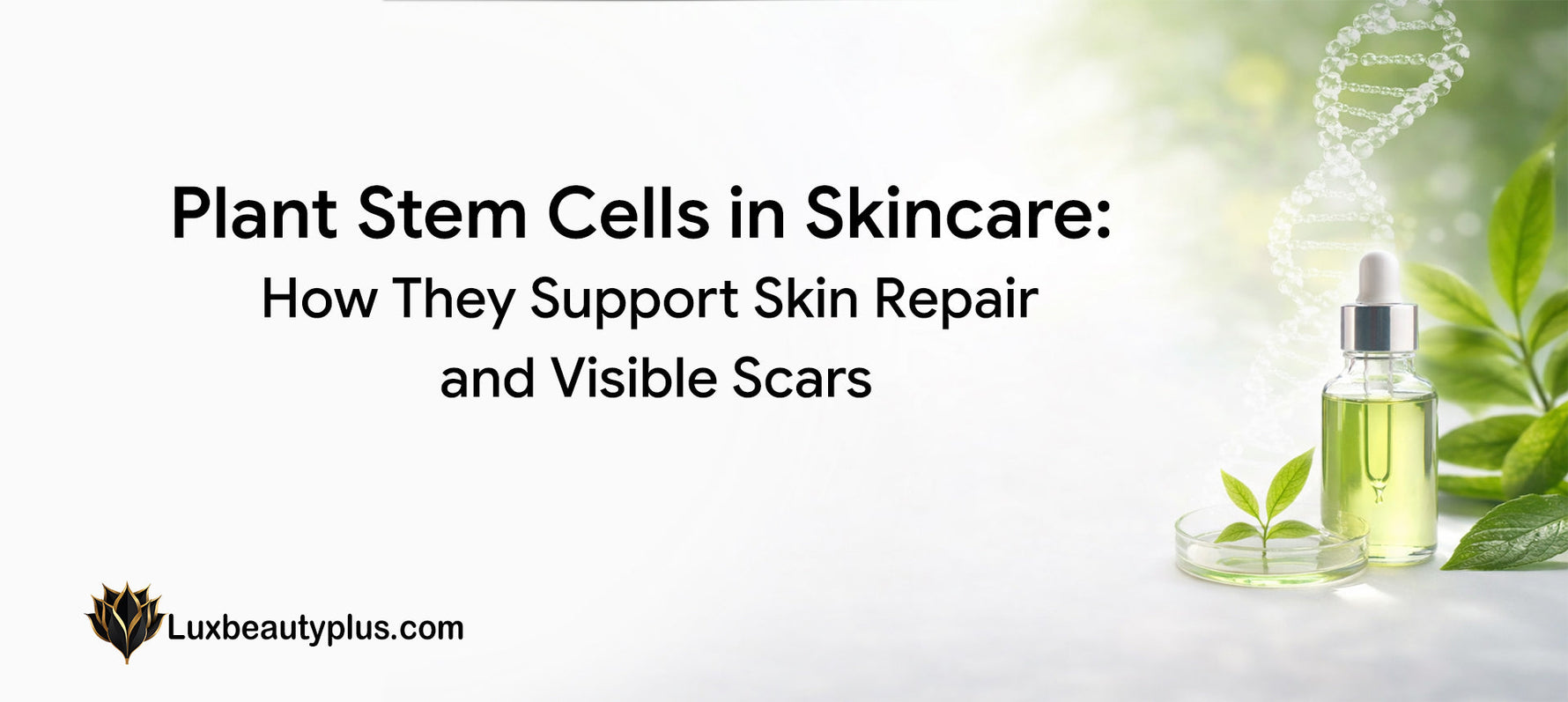 Plant Stem Cells in Skincare: How They Support Skin Repair and Visible Scars